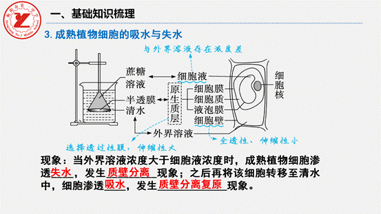 clip_image016.gif 第7讲-水进出细胞的原理_08